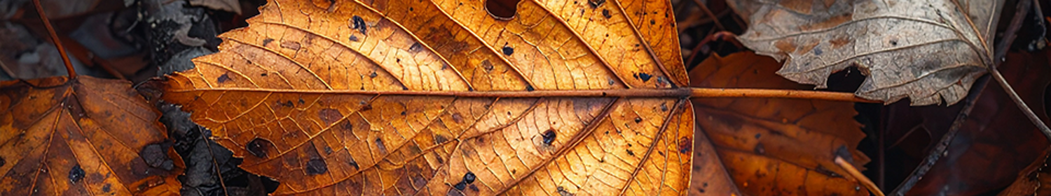 Leaf