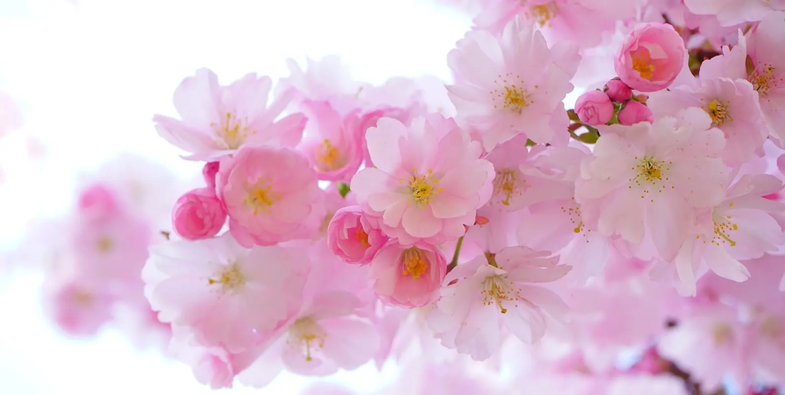 Banner_BlomsterhjørnetNamsos