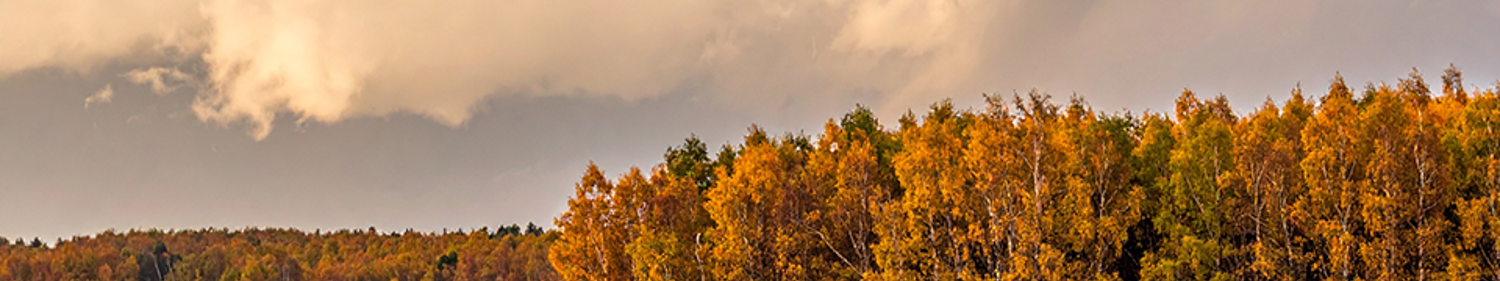 Tree Line