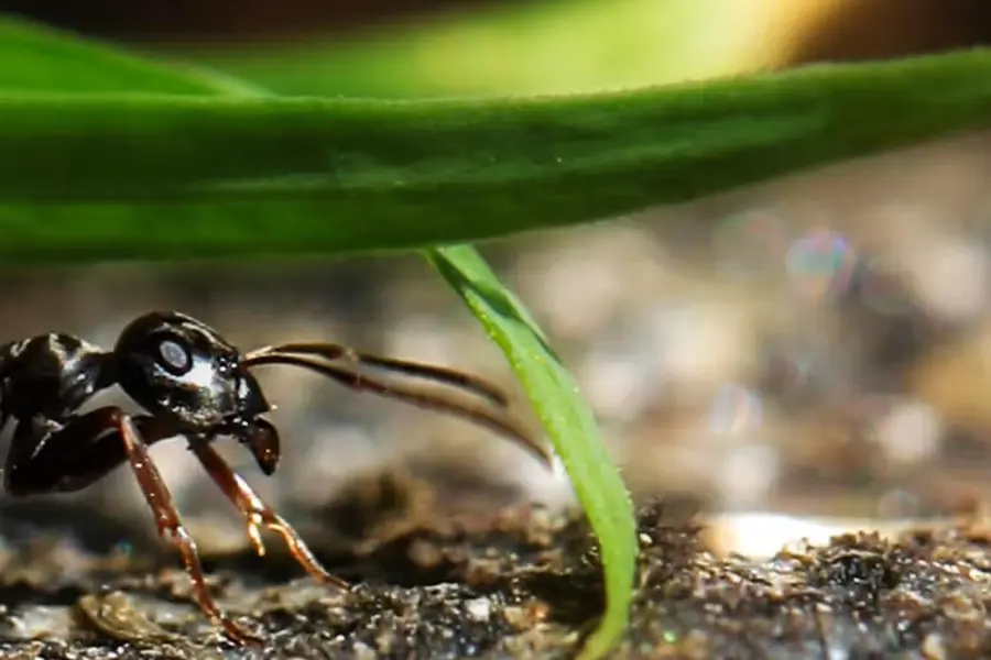 Svart Jordmaur Istock 000031714964Large (1)