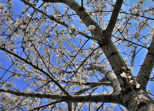 Trær på naboeiendommen – hvor går tålegrensen?